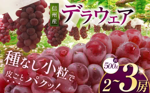 【先行受付】信州産 デラウェア 約500g (2～3房)｜ふるさと納税 松本市  ぶどう 葡萄 デラウェア 果物 フルーツ 新鮮 信州産 先行予約