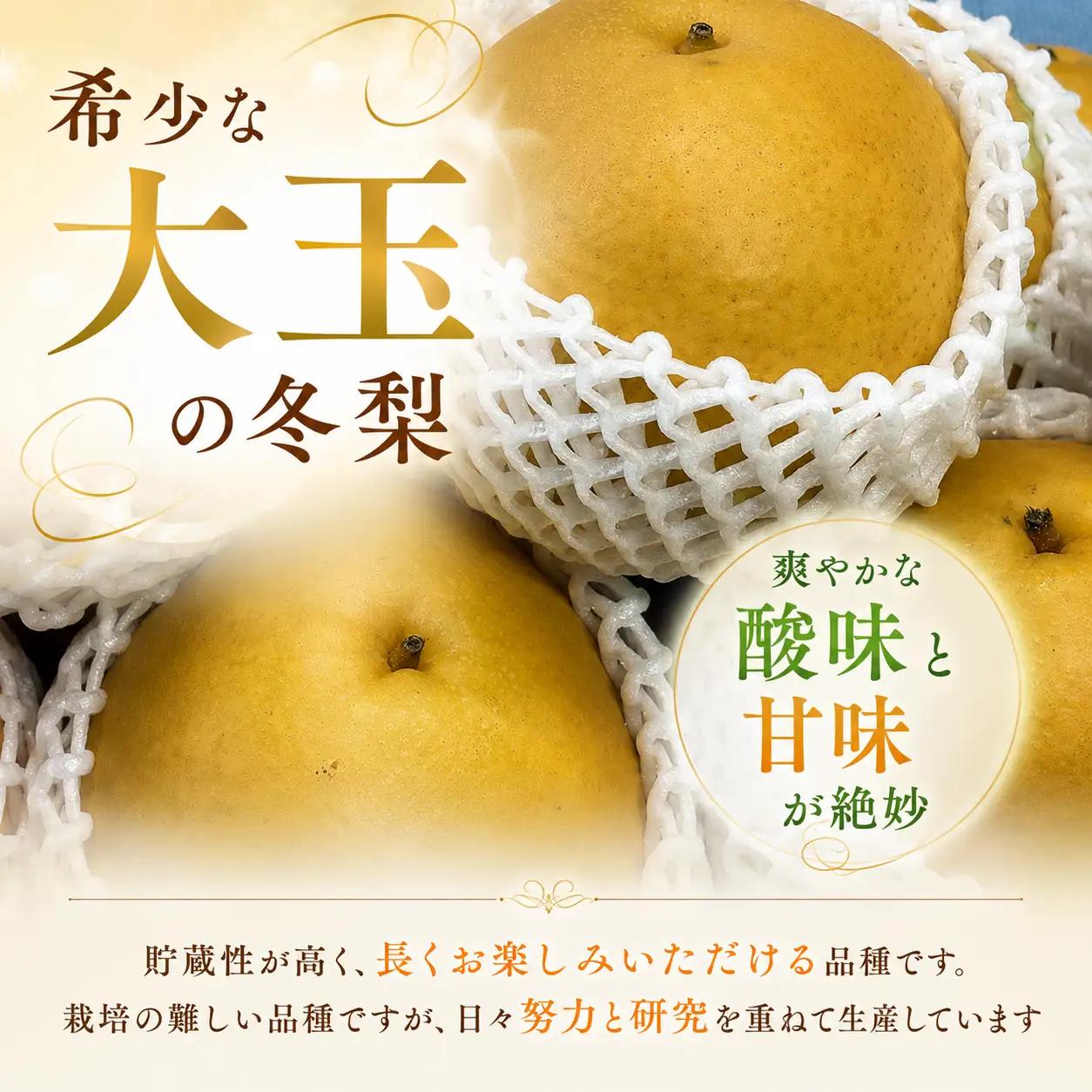 Y1078 晩三吉（家庭用）5kg【冬に食べられる希少な大玉梨】