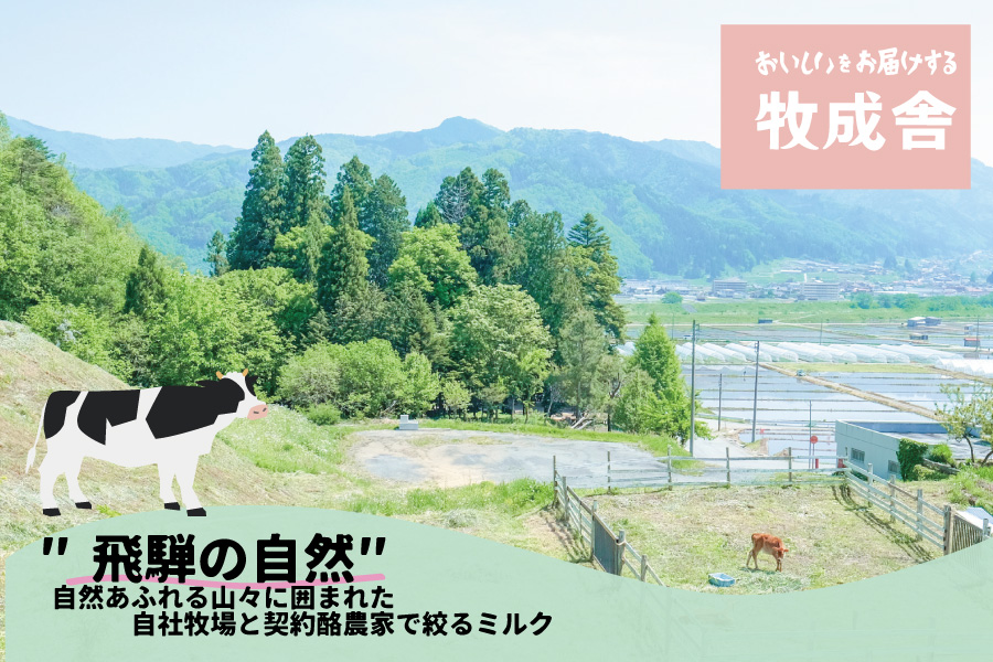 【毎週定期便 牛乳 3本×12回】 毎週 回数選べる 3ヶ月 飛騨産生乳100％ 牧成舎 美味しい低温殺菌牛乳 乳製品 飛騨 お楽しみ