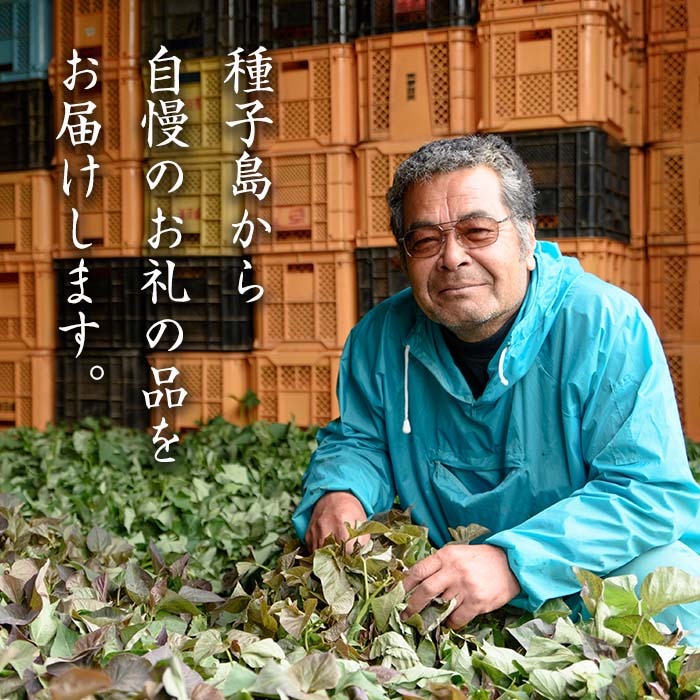 n453 種子島産 ムクナ豆パウダー(80g・1袋) 国産 八升豆 ハッショウマメ 豆 マメ 自然栽培 野菜  ※北海道・沖縄配送不可※ 【永濱農園】