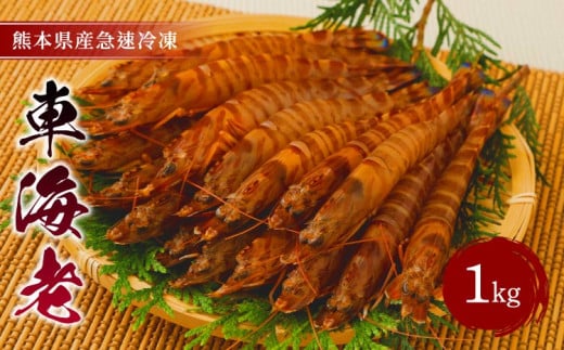 車海老 海老 特殊冷凍 1kg (36～52尾) 海老 刺身 熊本県産 急速冷凍 熊本県産 急速冷凍 車海老 1kg(36～52尾) 生食可 瞬間冷凍