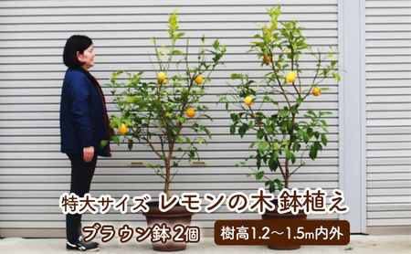 苗木 レモン 特大サイズ レモンの木 鉢植え ブラウン鉢 2個 苗木