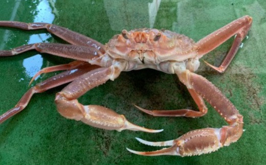 
                  【'26先行予約】足１本なし生松葉ガニ訳あり（特特大１，１００ｇ以上）【魚倉】 [187-2]
                