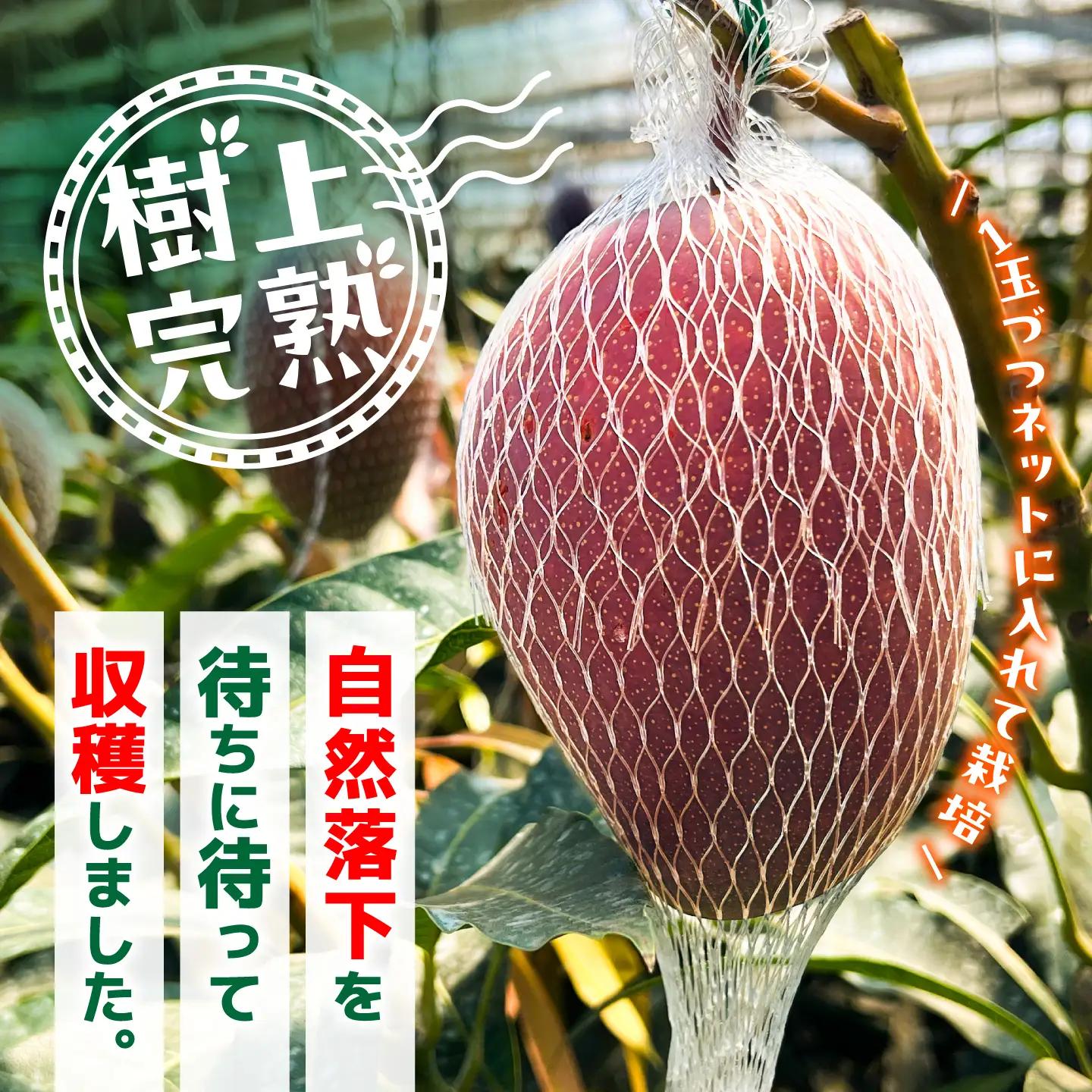 【2026年6月上旬から順次発送】秀品 菊池マンゴー2玉 4Lサイズ 友枝マンゴー農園[AYDF006]