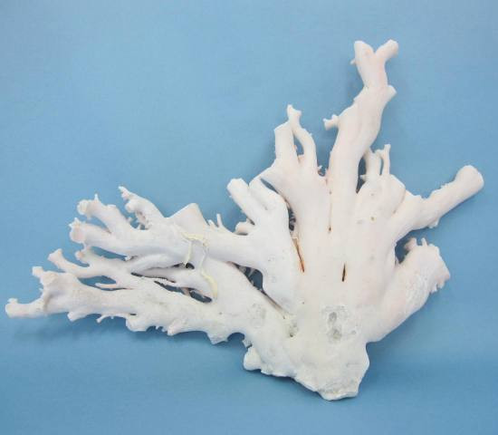 
                  珊瑚職人館の珊瑚の原木・拝見・置物（g27）
                