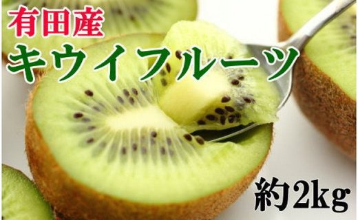 【人気】有田産キウイフルーツ約２kg（サイズ混合）★2025年１月下旬頃より順次発送  BZ076