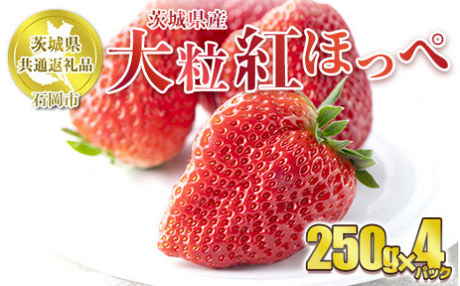 【先行予約】紅ほっぺ 大粒 250g×4パック 【茨城県共通返礼品　石岡市産】 合計約1kg ※2025年1月上旬～3月下旬頃に順次発送予定