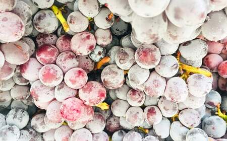 時津町産 巨峰スパークリングワイン 2023 750ml