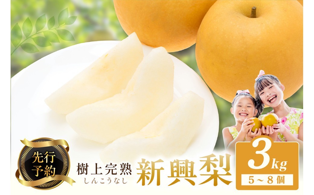 
                  【先行予約】樹上完熟 新興梨 3kg（5～8個）（2026年10月下旬～発送） 果物 フルーツ 梨 先行予約 完熟 京都 ふるさと納税 新興梨　BF00024
                