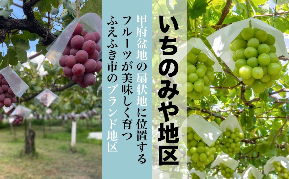 日本一のブドウ生産量を誇る笛吹市でも美味しいブドウが育つことで有名な「いちのみや」のシャインマスカットとクイーンニーナをお届け