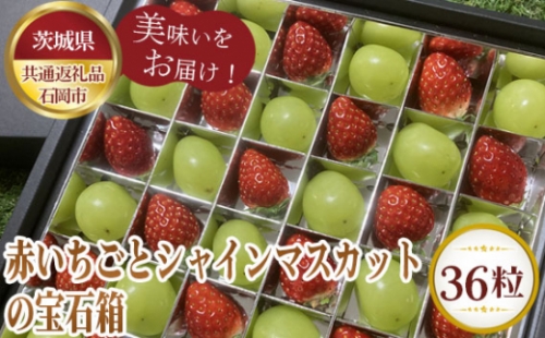 No.354 【先行予約】お歳暮　赤いちごとシャインマスカットの宝石箱　36粒【茨城県共通返礼品 石岡市】 ／ 旬 新鮮 苺 イチゴ 葡萄 ブドウ 果物 フルーツ 茨城県 特産品