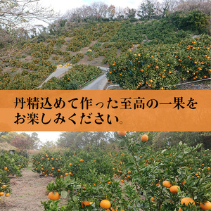 【3月上旬から発送】せとか B品 家庭用3kg ｜ 訳あり みかん 訳あり みかん 柑橘 訳あり みかん あいか 訳あり みかん  訳あり みかん  訳あり みかん フルーツ 訳あり みかん 果物 訳