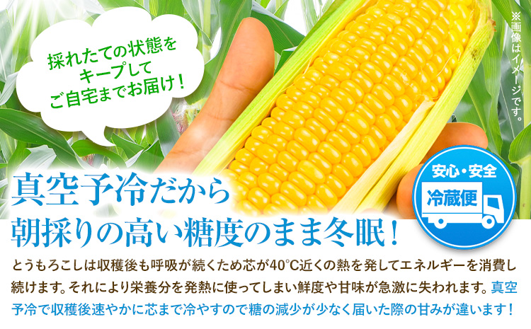 【特大】 とうもろこし 極甘 スイートコーン 「 ゴールドラッシュ 」 8.5kg 以上 20～22本 特大 サイズ《 7月 下旬- 9月 中旬頃出荷予定》 朝採れ 真空予冷 冷蔵 高糖度 先行予約 