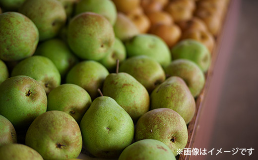 9月から旬の品種が入れ替わり並ぶ糸屋果樹園。