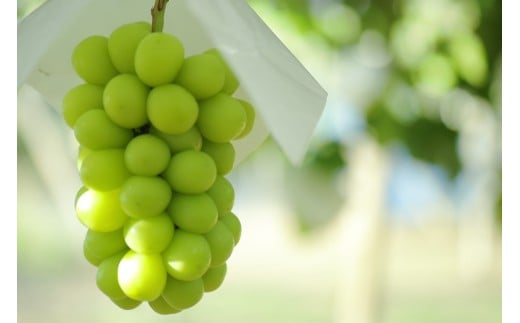 ＜2026年発送先行予約＞【シーズン中2回お届け定期便】頬張る幸福感　～ 緑の宝石・シャインマスカット ～　1㎏以上 2～3房 ALPCV010