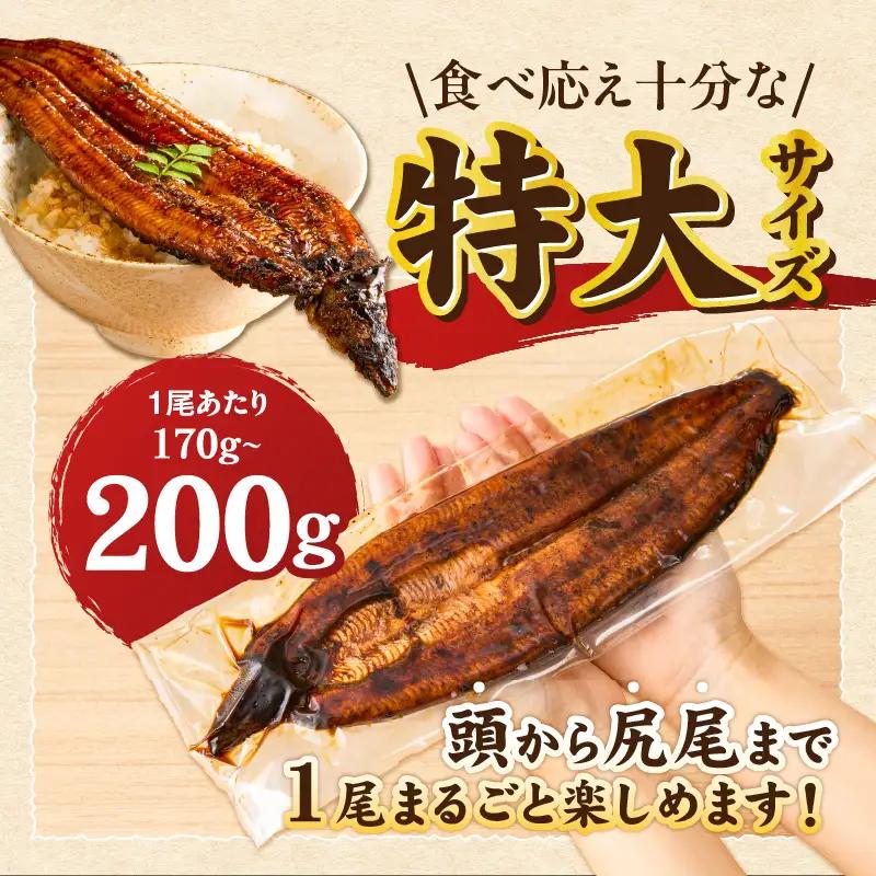うなぎの蒲焼 2尾セット（特大サイズ 一尾 170g～200g）_うなぎ 蒲焼 2尾 セット 特大サイズ 一尾170g～200g たれ付き 鰻専門問屋 樋口商店 鹿児島 宮崎 国産 ジャポニカ種 真空