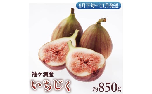 袖ケ浦産いちじく 約850g《8月下旬から11月発送》グリーンファーム三基｜直送 果物 くだもの フルーツ スイーツ イチジク 袖ケ浦 房総 千葉 [0392ch]
