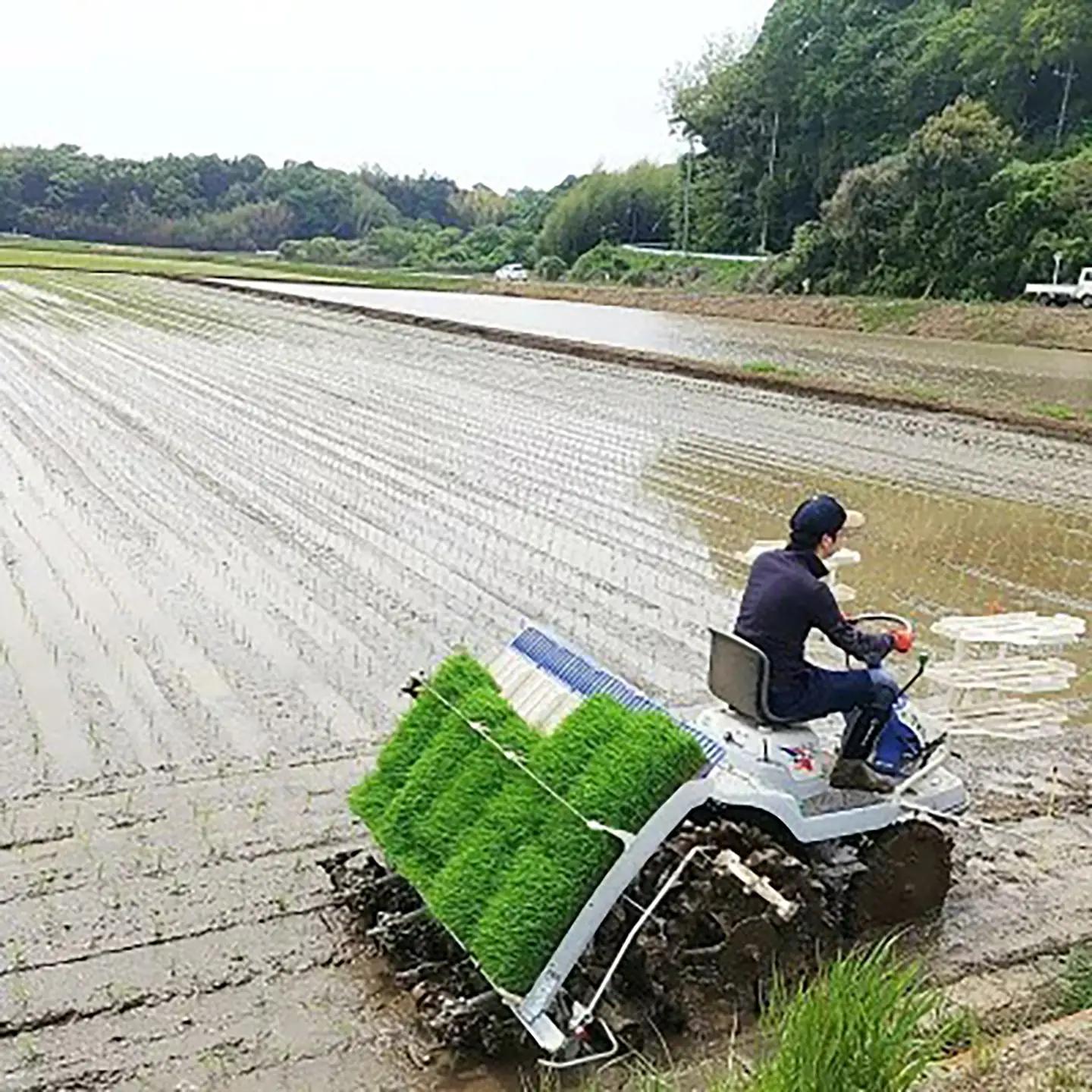 令和7年産 市左衛門農場コシヒカリ10kg(玄米) こしひかり