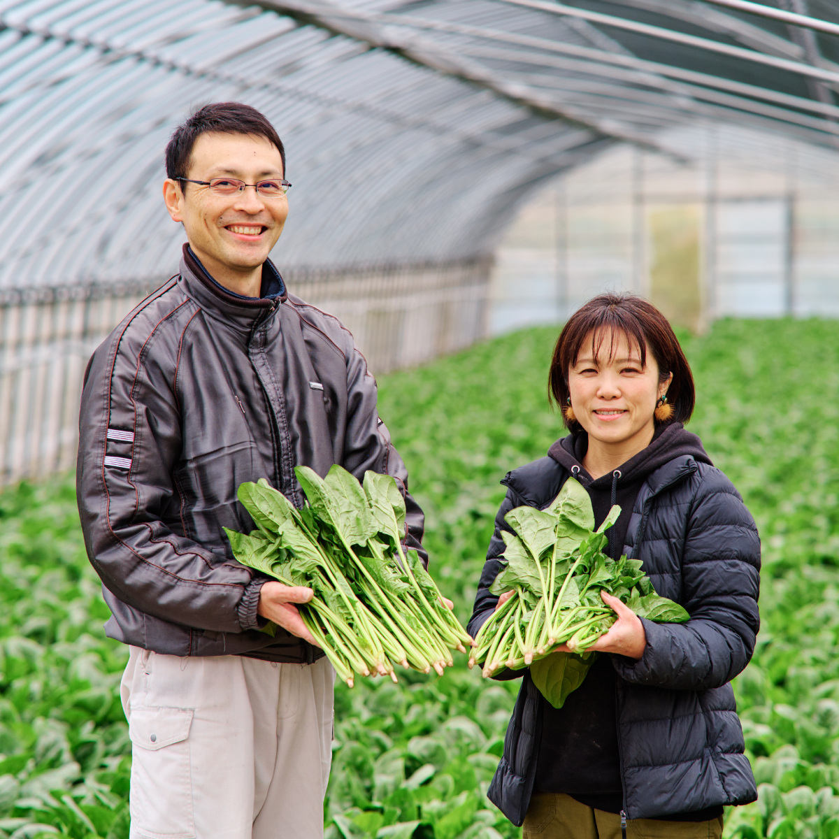 ほうれん草 約1kg（150g x 7袋）【ハウス栽培 産地直送 クール便 佐賀県脊振山麓産】(H091113)