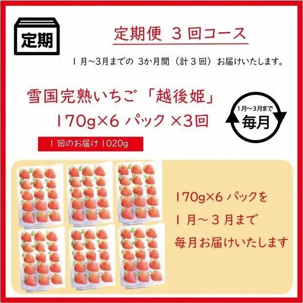 【先行予約 定期便3回】越後姫 いちご 雪国完熟 1〜3月 170g×6回 いちご