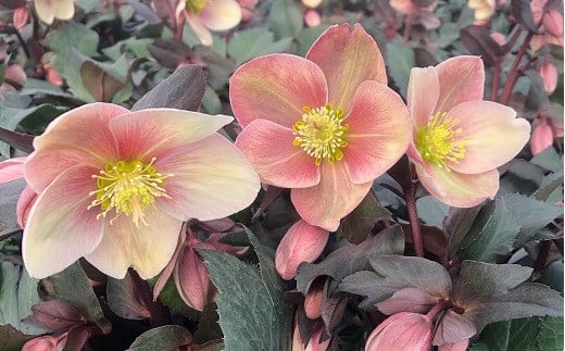 
            クリスマスローズ・ハイブリッド・ピンクフロスト | 花 クリスマス ローズ 冬 氷 薔薇 赤 季節 冬 ガーデニング ガーデン 庭 贈答 プレゼント ギフト 期間限定 伊那市 ふるさと納税【021-47】
          