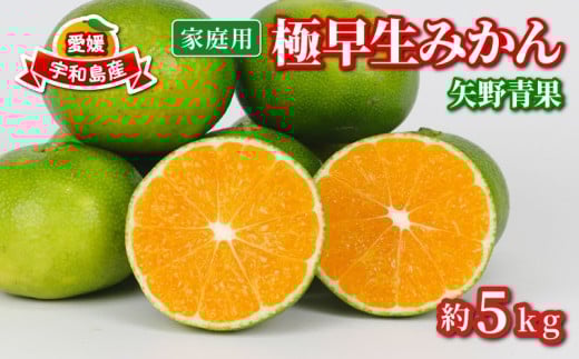 家庭用 極早生 みかん 5kg 矢野青果 温州みかん 果物 くだもの フルーツ 柑橘 蜜柑 愛媛蜜柑 愛媛みかん 愛媛ミカン mikan 産地直送 数量限定 国産 愛媛 宇和島 B012-171023