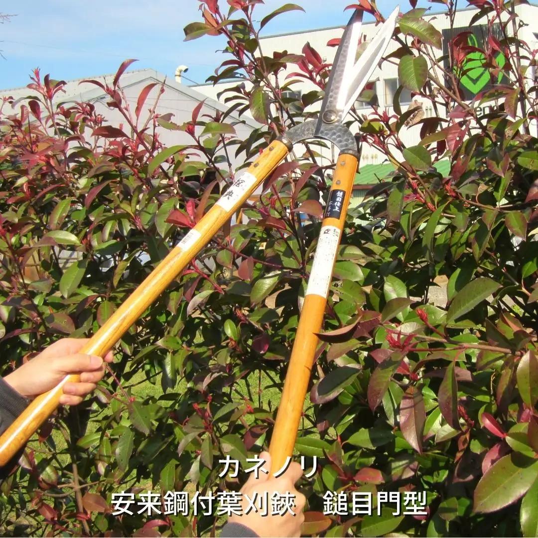 [カネノリ] 安来鋼付葉刈鋏 鎚目門型 鋼典 園芸 苅込 刈込 剪定 ガーデニング [五十嵐刃物工業] 【027S013】
