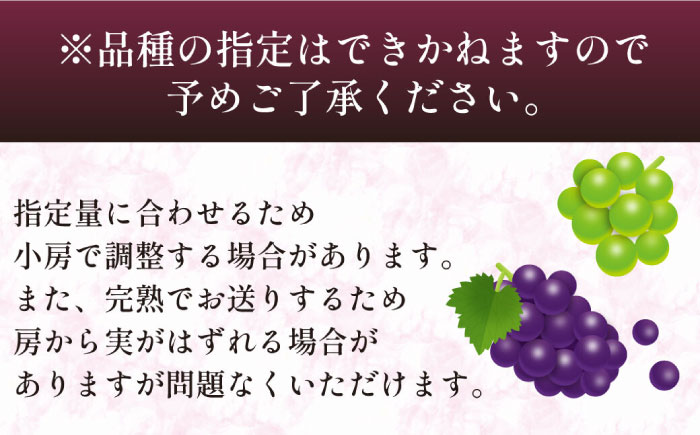 【2027年8月～発送】【数量限定】 旬の珍しい厳選 ぶどう 約 1kg / 旬 フルーツ ぶどう ブドウ 葡萄 くだもの 果物 マスカット 産地直送 / 南島原市 / 長崎県農産品流通合同会社 [S