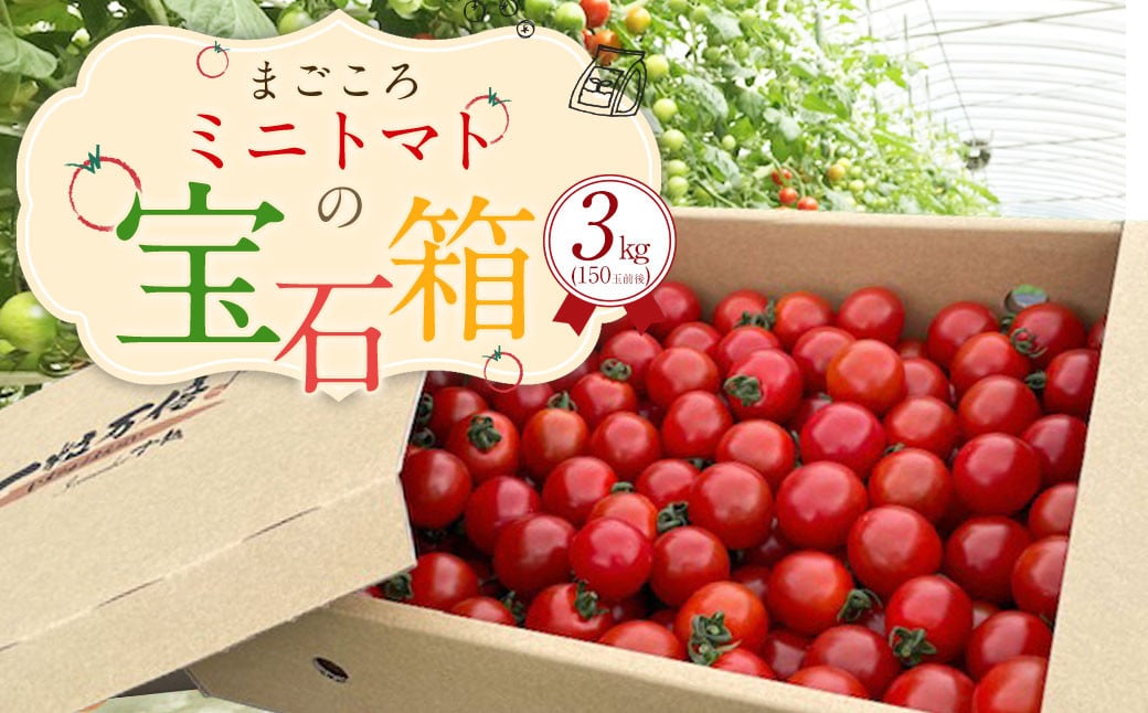 まごころ ミニトマト の 宝石箱 3.0kg (150玉前後) サンチェリーピュア【2024年7月上旬から11月下旬まで発送予定】