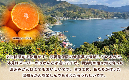 ＜ぼちぼち農園の温州みかん 家庭用 3kg＞ 3キロ うんしゅうみかん 温州ミカン 訳あり わけあり ワケアリ 果物 みかん ミカン 柑橘 フルーツ 国産 特産品 ぼちぼち農園 愛媛県 西予市【常温】