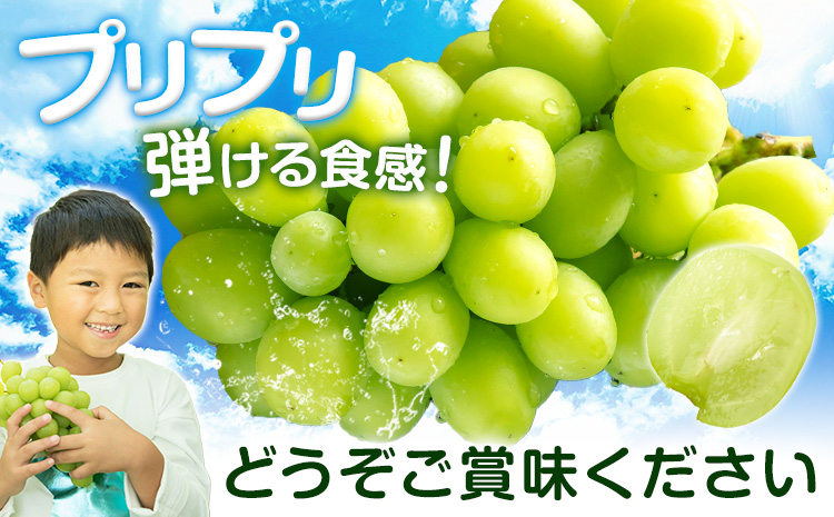 シャインマスカット【晴王】 岡山県産 1房(700g以上)【先行予約】 株式会社Myself《2025年9月上旬-11月上旬頃出荷》マスカット 送料無料 岡山県 浅口市 ぶどう フルーツ 果物 贈り物