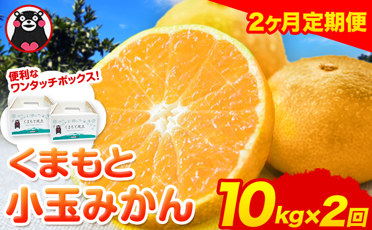 【2ヶ月定期便】訳あり みかん 小玉みかん くまもと小玉みかん 定期便 10kg (10kg×1箱)   秋 旬 不揃い 傷 ご家庭用 SDGs 小玉 たっぷり 熊本県 産 S-3Sサイズ フルーツ 