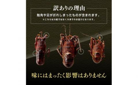 【訳あり】冷凍伊勢海老2kg（3～10尾）【期間限定 数量限定 魚介類 えび 伊勢えび イセエビ】[C01707]