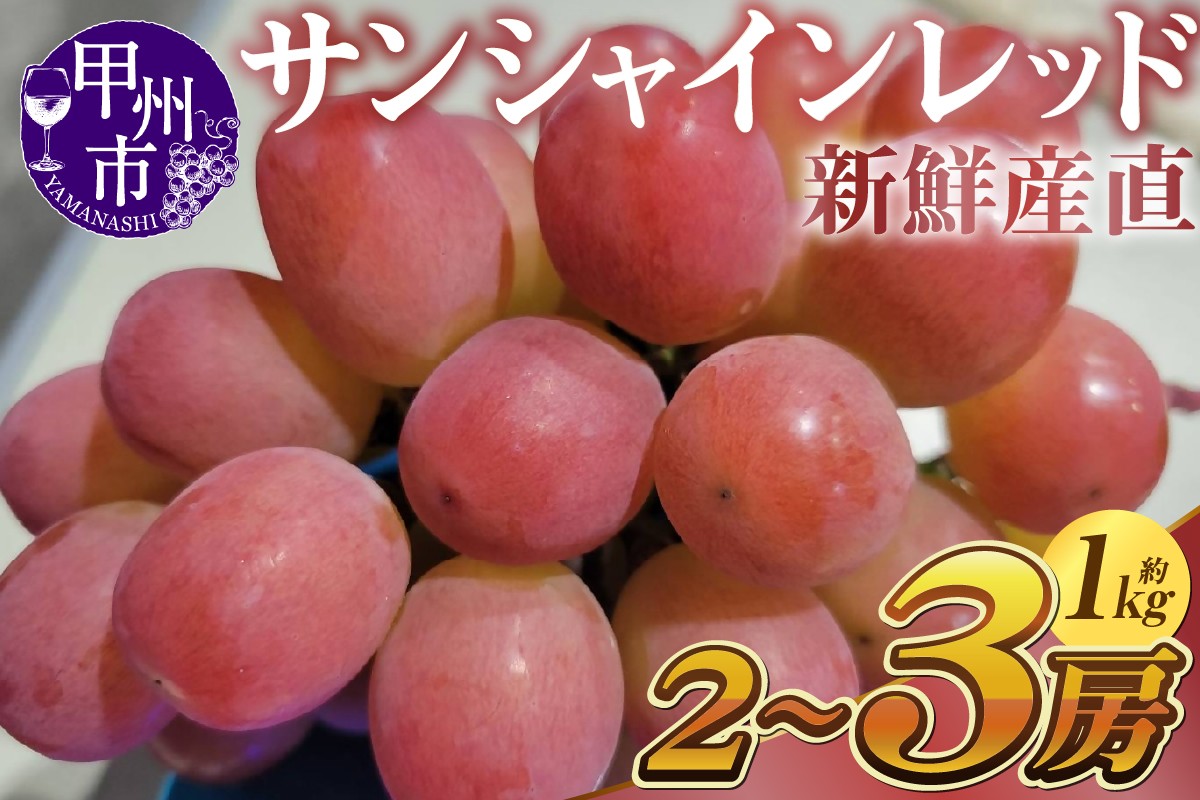 
                  新鮮産直甲州市！サンシャインレッド 約1kg 2～3房【2026年発送】（KSF）C-462 【サンシャインレッド ぶどう 葡萄 ブドウ 令和8年発送 期間限定 山梨県産 甲州市 フルーツ 果物】
                