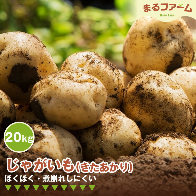 【ふるさと納税】ジャガイモ（きたあかり） 20kg ／ じゃがいも きたあかり 国産 新鮮 野菜 大容量 たっぷり 粉質 食感 甘み ポテトサラダ マッシュポテト つぶしやすい 料理用 日常使い 送料無料 千葉県 特産 No.385