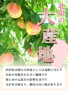 ＜先行予約＞ 白桃 秀品 3kg 9～12玉程度 【8月上旬～9月上旬発送】 山形県 朝日町産 フルーツ 山形産 桃 もも モモ ピーチ 果物 夏