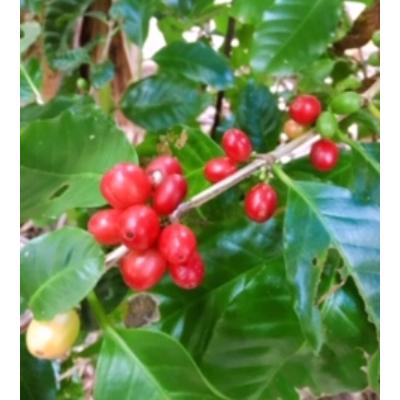 ふるさと納税 奄美市 自家焙煎【てるまに珈琲】　スペシャルブレンドコーヒーギフトセット80g×2【豆】 |  | 01