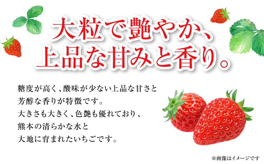 【先行予約】ひのしずく -あまいのん 新鮮 フルーツ 果物 くだもの 苺 いちご イチゴ ストロベリー 旬 熊本 八代 国産 【2026年1月下旬より順次発送】