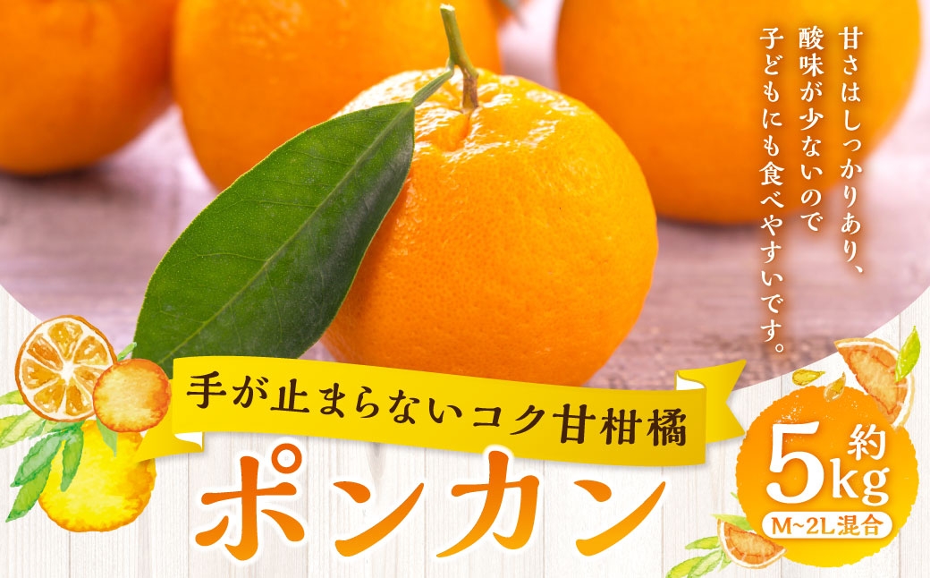 
                  【 手が止まらないコク甘柑橘 】 ポンカン 約5kg みかん ミカン 柑橘 柑橘類 柑橘系 くだもの 果物 フルーツ 果実 果汁 果肉 国産 愛媛県産 【 2027年1月上旬～3月上旬発送予定 】 ( 1053 )
                