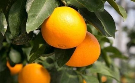 【先行予約】【2025年12月上旬から順次発送】愛媛が誇る最高級柑橘【愛果28号】ご家庭用6kg(30個前後)　あいか ご家庭用 みかん 数量限定 みかん 愛媛県産 みかん 愛果28号 松山市 みかん