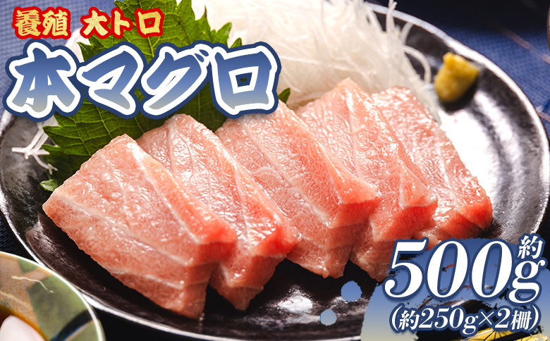 本マグロ 養殖大トロ 約500g 2冊 oo-0001