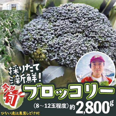 ふるさと納税 大館市 採りたて新鮮!ブロッコリー 約2800g