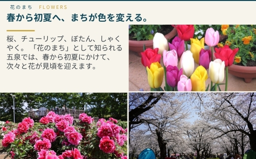 【先行予約】【令和8年産】〈3回定期便〉 旧村松町産 新之助 10kg | しんのすけ 新潟県産 お米 おこめ こめ コメ ご飯 ごはん 白米 精米 ブランド米 おすすめ 新潟県 五泉市 株式会社熊倉