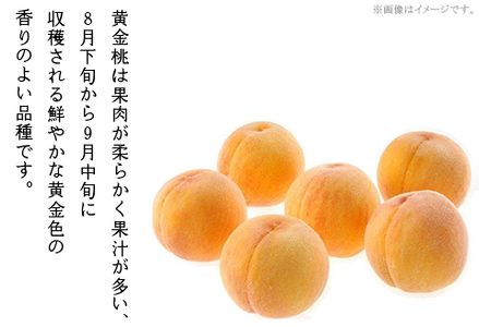 【ご家庭用】おかやまの「黄金桃」約1.8kg（7～9玉）