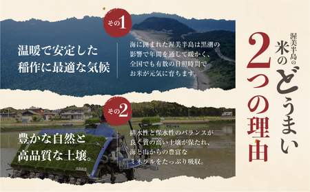 《令和8年産 新米》【12月発送】こしひかり 10kg 米