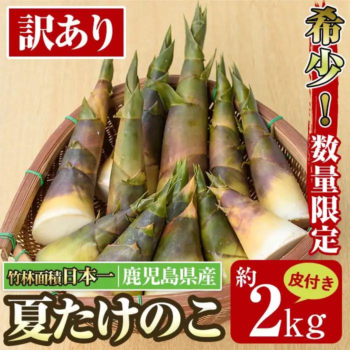 【先行予約】 訳あり 鹿児島県 出水市産 希少 高級食材 夏 たけのこ 皮付き 約2kg 【シンタク】 i342