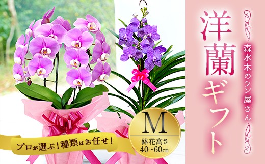 洋蘭 洋蘭ギフトM 鉢花 (高さ40〜60cm)  蘭 鉢 鉢植え 胡蝶蘭 ギフト 熊本県産 【森水木のラン屋さん】洋蘭 ギフト M 鉢花（高さ40～60cm）お祝い 贈り物 フラワーギフト