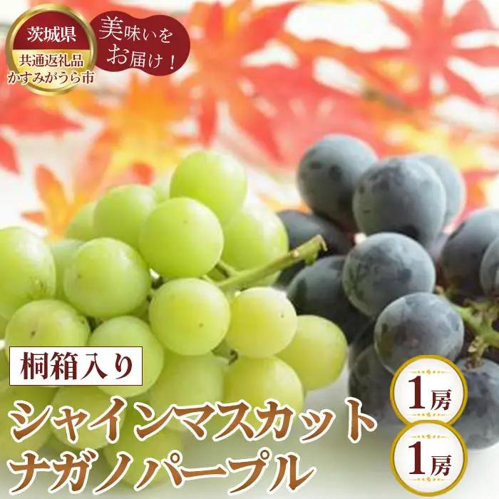【先行予約】桐箱入りシャインマスカット1房とナガノパープル1房【茨城県共通返礼品 かすみがうら市】 No.324
