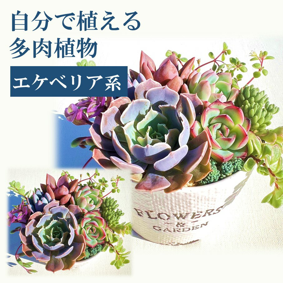 【ふるさと納税】自分で植える多肉植物/エケベリア系苗※ピンセット付きBセット
