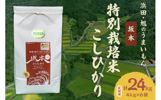 【定期便】【令和6年産】浜田・旭のうまいもん「坂本」特別栽培米こしひかり　4kg×6回 【1021】